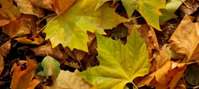 Vive l’automne ! Tombent les feuilles…et les fruits de saison. Poussent les champignons.