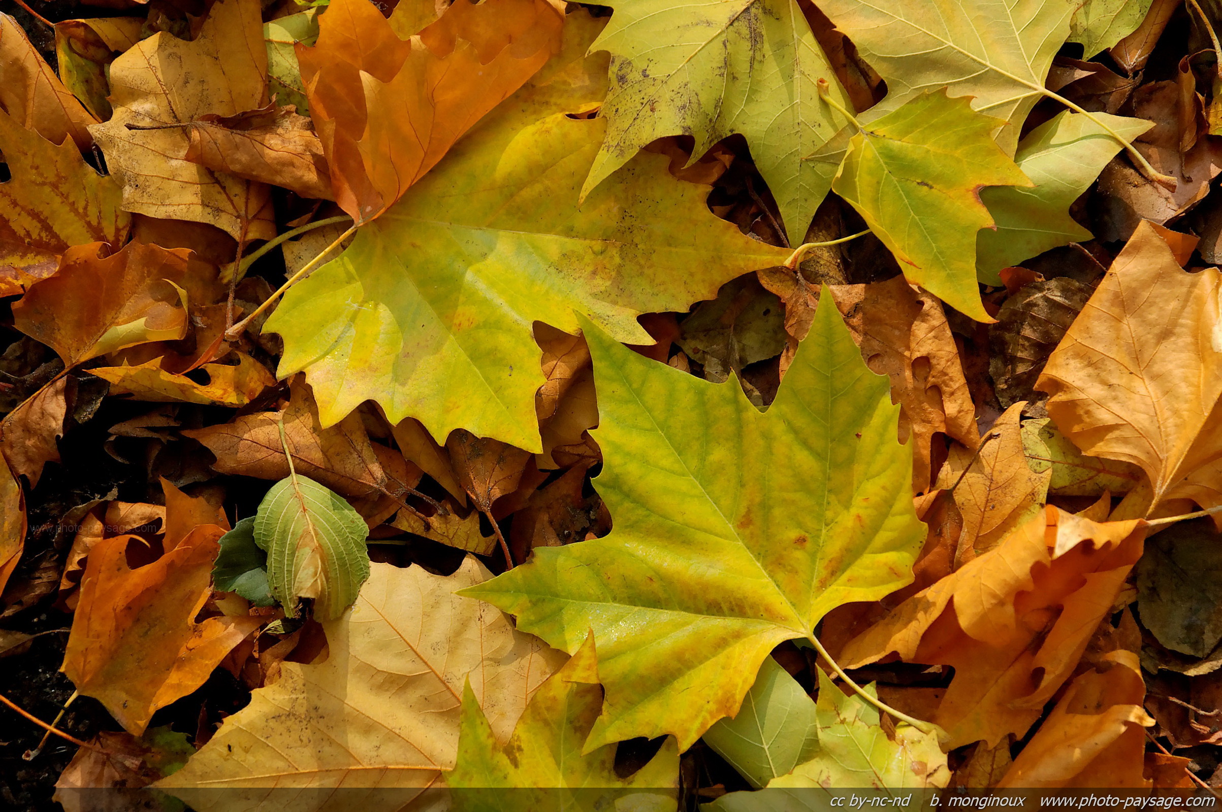 Vive l’automne ! Tombent les feuilles…et les fruits de saison. Poussent les champignons.